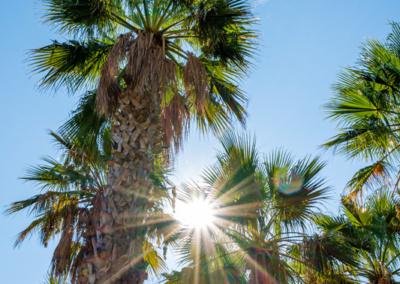 palme