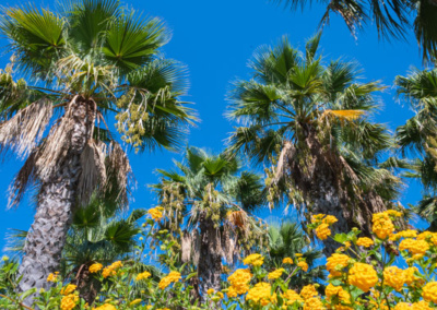 fiori e palme